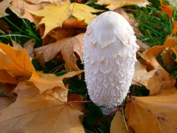 Ein weißer Pilz steht inmitten von buntem Herbstlaub. Die farbenfrohe Umgebung strahlt die Ruhe und Schönheit des Herbstwaldes aus.