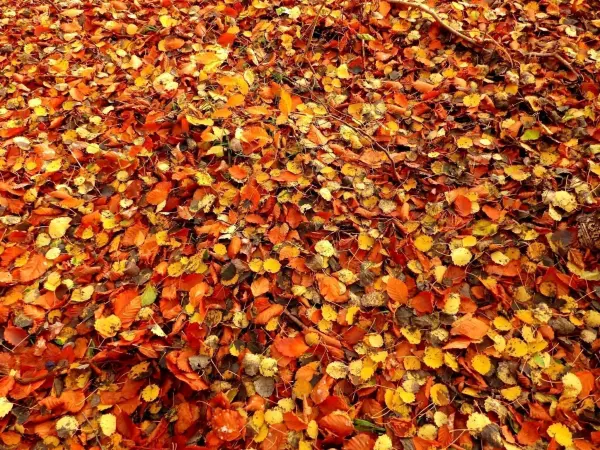 Bunte Blätter bedecken den Boden im Herbstwald, schaffen eine ruhige, einladende Atmosphäre für Spaziergänge.