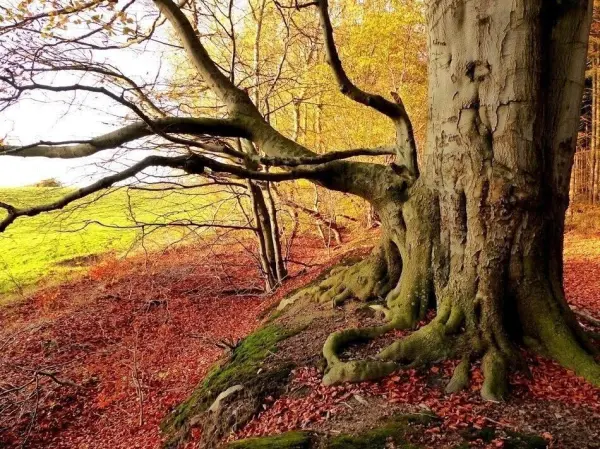 Ein majestätischer Baum mit weit ausladenden Ästen steht im Herbstwald, umgeben von buntem Laub und einer ruhigen Wiese.