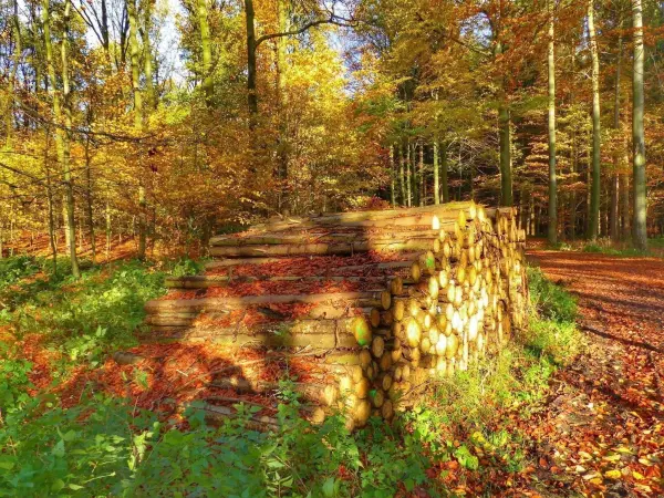 Ein Holzstapel liegt im Herbstwald, umgeben von bunten Blättern und Sonnenlicht, das die Farben erstrahlen lässt.