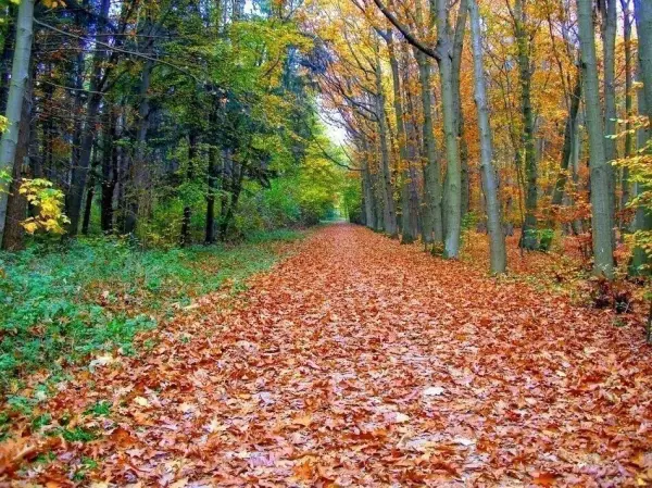 Ein Weg im Herbstwald, umgeben von buntem Laub, lädt zu einem ruhigen Spaziergang in der Natur ein. Balsam für die Seele.