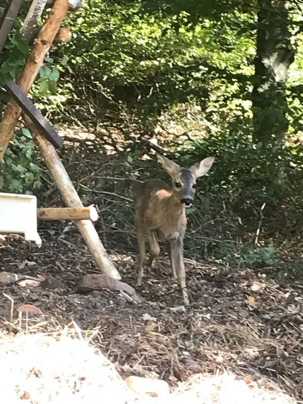 Ein Reh steht in einem herbstlichen Wald, umgeben von bunten Blättern, während es aufmerksam in die Umgebung schaut.