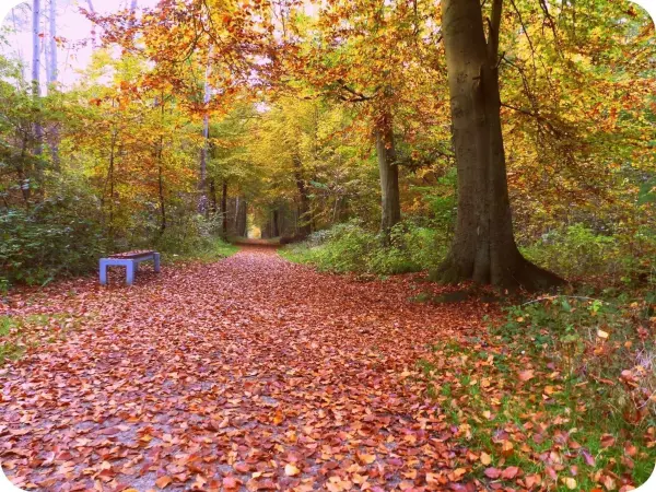 Ein schmaler Waldweg mit einem Laubteppich aus bunten Blättern und einer Bank im Hintergrund lädt zur Erholung ein.
