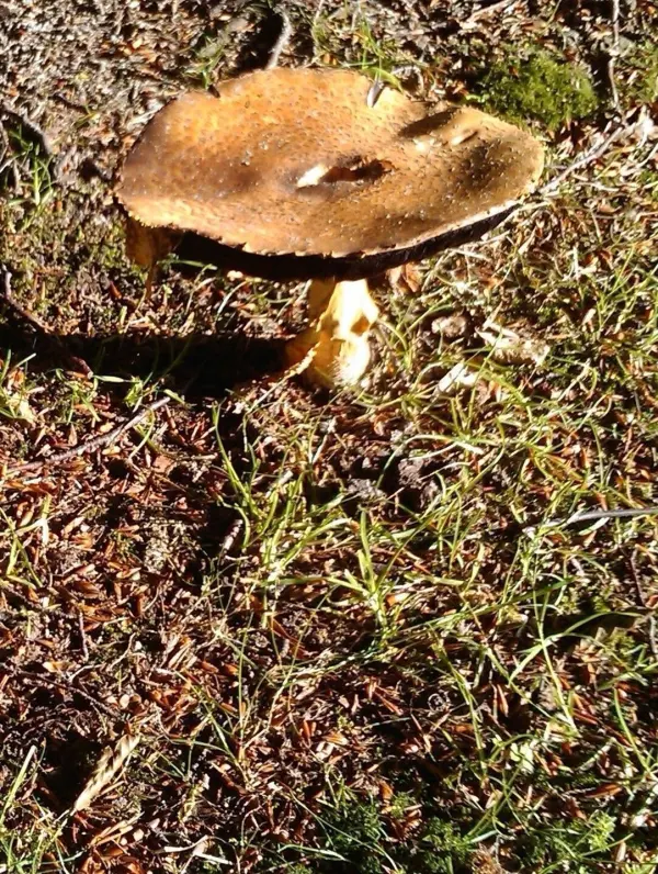 Ein großer, brauner Pilz steht auf moosbedecktem Boden im Herbstwald, umgeben von gefärbtem Laub und Gräsern.