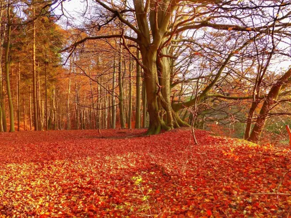 Ein herbstlicher Wald mit leuchtend roten Blättern bedeckt den Boden, während die Bäume im warmen Licht stehen.