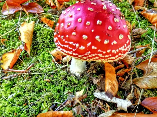 Ein roter Fliegenpilz wächst auf moosbedecktem Boden, umgeben von herbstlichen Blättern im bunten Herbstwald.