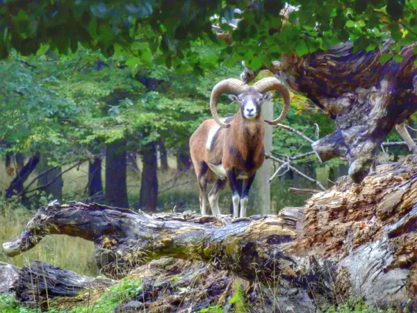 Ein Schafbock steht stolz auf einem moosbedeckten Baumstamm im Herbstwald, umgeben von grünen Blättern und Bäumen.