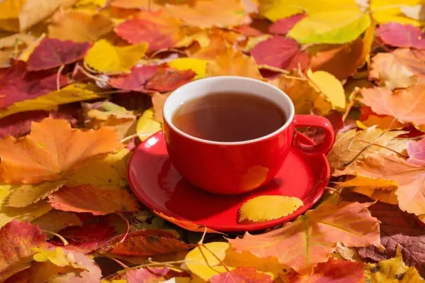 Eine rote Tasse mit heißem Tee steht auf einem Unterteller, umgeben von bunten Herbstblättern.