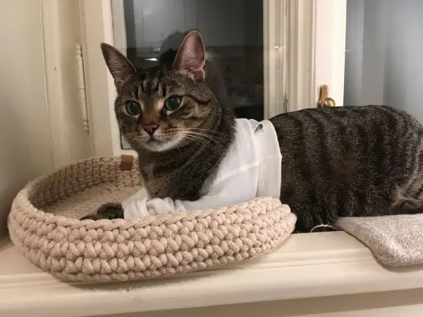Eine Katze liegt bequem in einem geflochtenen Korb und trägt einen schützenden Verband in einer hellen Umgebung.