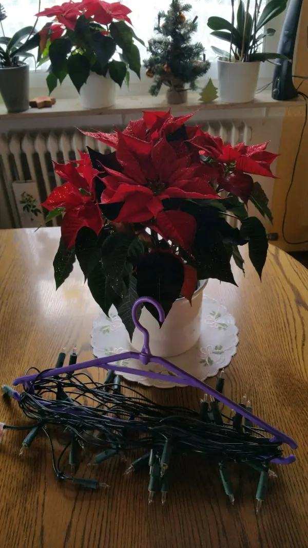 Eine Lichterkette ist ordentlich an einem Kleiderbügel aufbewahrt, während ein Weihnachtsstern in einem Topf auf einem Tisch steht.