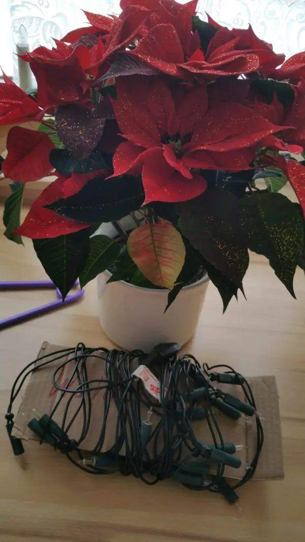 Eine Lichterkette liegt ordentlich zusammengewickelt auf einem Tisch neben einer roten Weihnachtsstern-Pflanze in einem Topf.