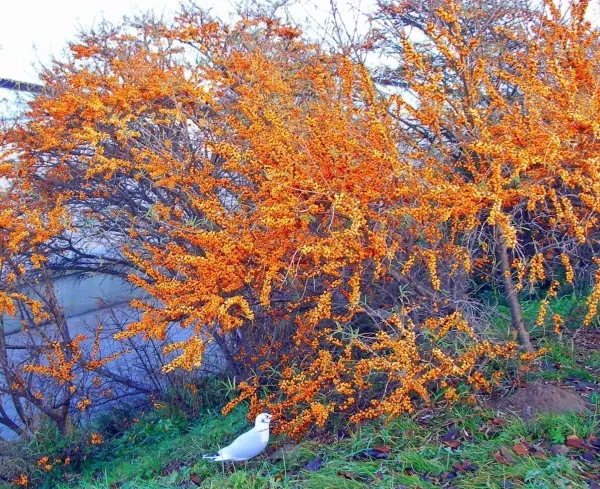 Leuchtend orange Sanddornsträucher stehen auf einer Wiese, während ein Vogel in der Nähe umherwandert.