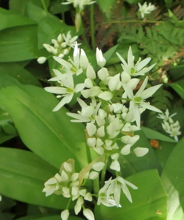 Ein Bündel weißer Blüten mit grünen Blättern wächst im Wald, ideal für Bärlauchpesto, umgeben von anderen Pflanzen.