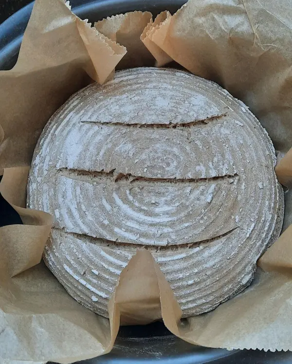 Ein rundes Sauerteig-Roggenmischbrot mit Markierungen liegt in einer Papierform und wartet auf das Backen.