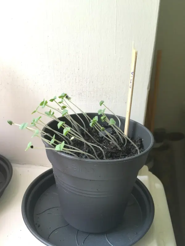 Ein blauer Blumentopf enthält junge Chia-Samen-Pflanzen, die gesund wachsen, unter natürlichem Licht auf einem Tisch.