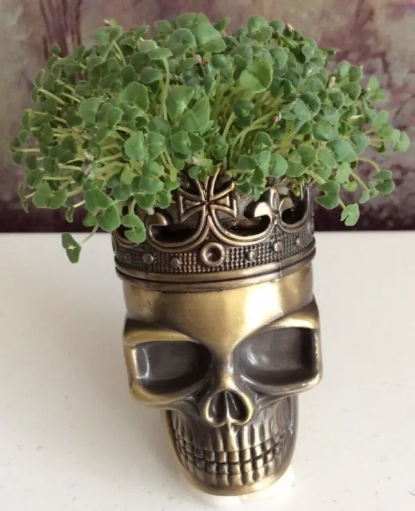 Ein goldfarbener Totenschädel dient als Blumentopf, aus dem frische Chia-Samen-Pflanzen sprießen.