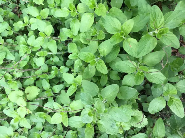 Frische grüne Kräuter, darunter Oregano, wachsen üppig auf dem Boden, ideal für einen Tomatenbelag auf Pizza.