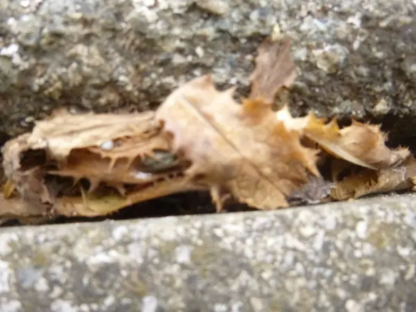 Getrocknete Blätter liegen auf einer grauen Oberfläche, umgeben von Steinen, möglicherweise als Unkrautkontrolle durch Kochwasser gedacht.