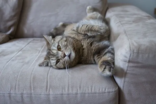 Eine graue Katze liegt entspannt mit ausgestreckten Pfoten auf einem hellen Sofa, umgeben von einem gemütlichen Raum.