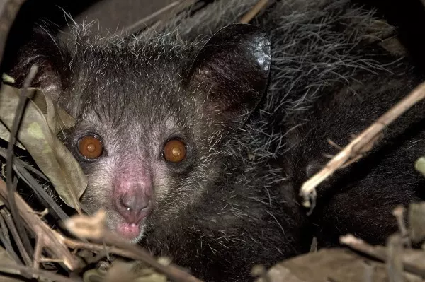 Fingertiere gehören zur Primatenart aus der Gruppe der Lemuren. Sie sehen extrem merkwürdig aus, zum Teil sogar erschreckend.