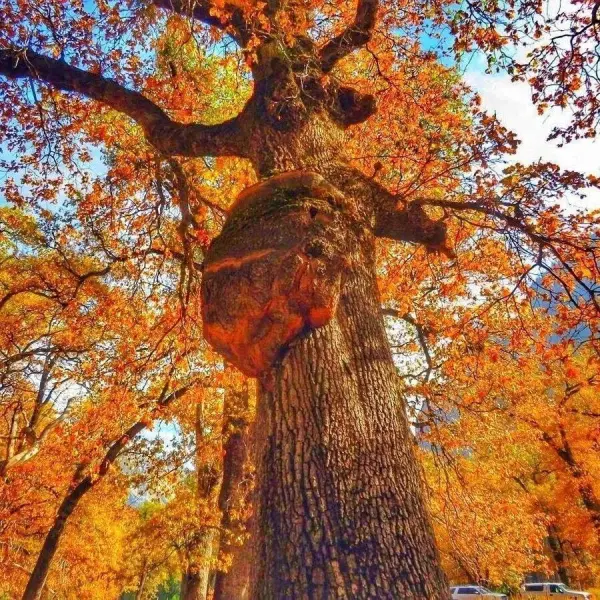 Ein majestätischer Baum mit bunten Herbstblättern ragt in den Himmel, umgeben von einer lebhaften, goldenen Herbstlandschaft.