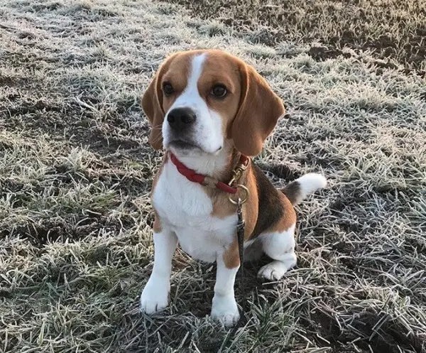 Ein Hund sitzt auf gefrorenem Gras und sieht aufmerksam in die Kamera, während frostige Umgebung im Hintergrund sichtbar ist.