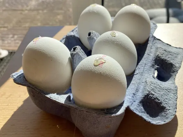 Fünf Eier liegen in einem blauen Eierkarton auf einem Tisch, bereit für kreative DIY-Ideen wie Eierväschen.