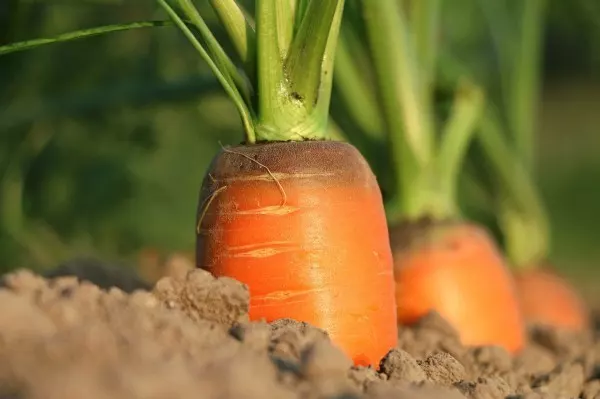 Karotten, Rüben, Möhren – über die Bezeichnung für das gelb-orangefarbene Wurzelgemüse lässt sich streiten, doch alle drei sind richtig. Im März werden die Frühmöhren gesät, die ab Mai erntereif sind.