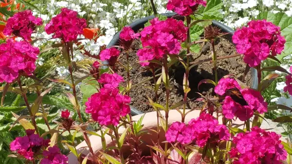 Lebendige, pinkfarbene Blumen blühen üppig und ziehen Bienen und Insekten in einem grünen Garten an.