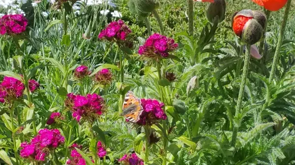 Bunte Blüten stehen in voller Pracht und ziehen Insekten an, während sie in einem grünen Garten umgeben sind.