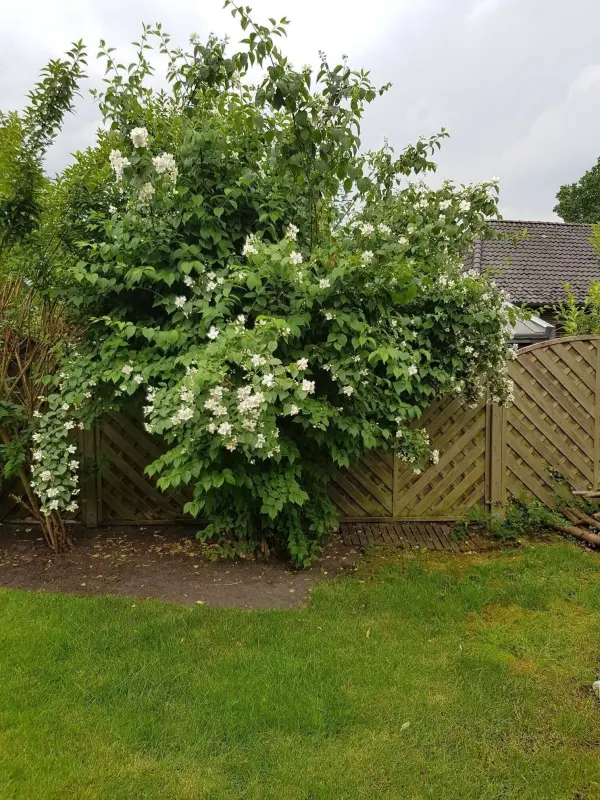 Eine blühende Pflanze steht üppig im Garten, umgeben von Rasen, und bietet Nahrung für Bienen und Insekten.