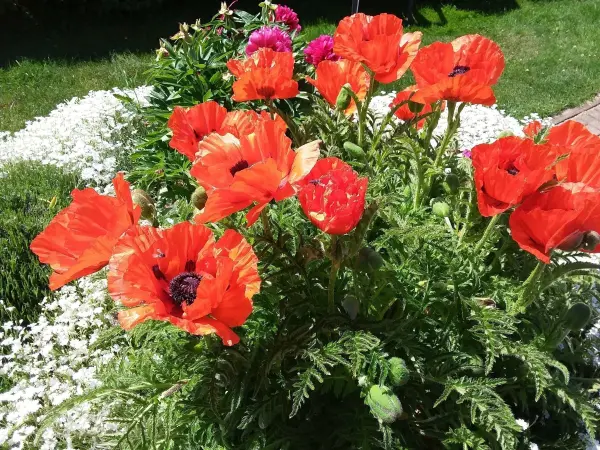 Leuchtend rote Blumen blühen üppig im Garten und bieten Bienen und Insekten Nahrung in einer grünen Umgebung.