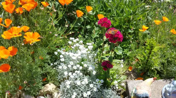 Bunte Blumen blühen üppig und bieten Nahrung für Bienen und Insekten in einem sonnigen Garten.