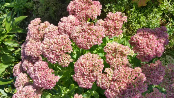 Bunte Blütenpracht aus pinken und grünen Pflanzen zieht Bienen und Insekten in einem sonnigen Garten an.
