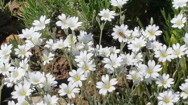 Weiße Blumen blühen üppig, bieten Bienen und Insekten Nahrung in einem grünen, sonnigen Garten.