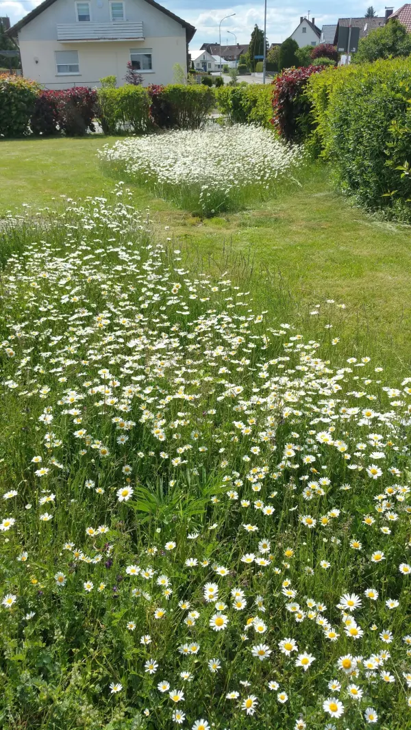 Wilde Blumen blühen üppig in einem Garten, umgeben von grünem Gras, und bieten Nahrung für Bienen und Insekten.