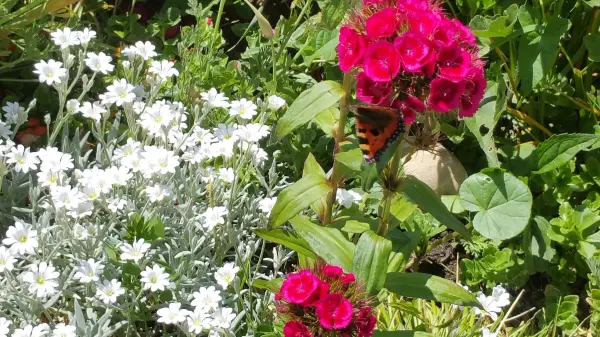Bunte Blumen in verschiedenen Farben blühen üppig und bieten Nahrung für Bienen und Insekten in einem sonnigen Garten.