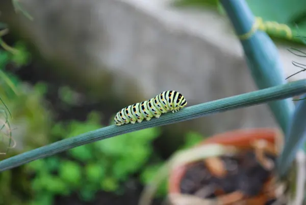 Eine grüne, gestreifte Raupe krabbelt auf einem Kräuterstängel in einem Garten voller Pflanzen.