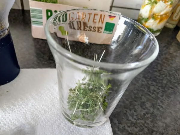 Ein Glas steht auf einer Arbeitsfläche, gefüllt mit frischer Kresse, bereit für die Zubereitung von Eiern im Glas.