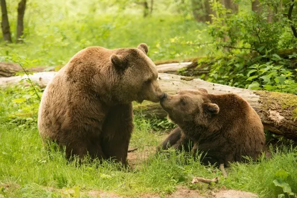Im Bärenwald Müritz bekommen aus schlechten Verhältnissen gerettete Bären ein neues, sicheres Zuhause.