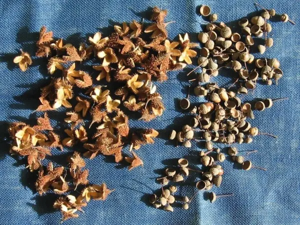 Eine Ansammlung von Herbstpflanzen und -samen liegt auf einem blauen Tuch, bereit für kreative Herbstdekorationen.