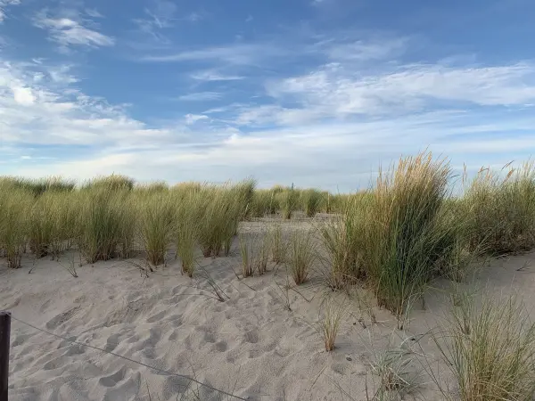 Hochgewachsene Grasbüschel bewegen sich sanft im Wind, umgeben von hellem Sand unter einem weitläufigen, blauen Himmel.
