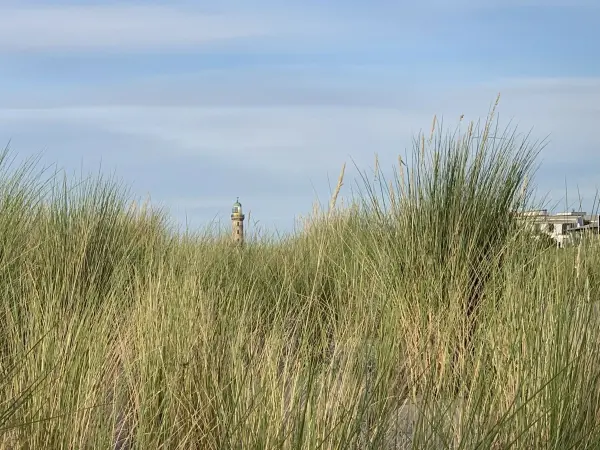 Grüne Strandhalme wiegen sanft im Wind, während die Ostsee im Hintergrund glitzert und einen klaren Himmel präsentiert.