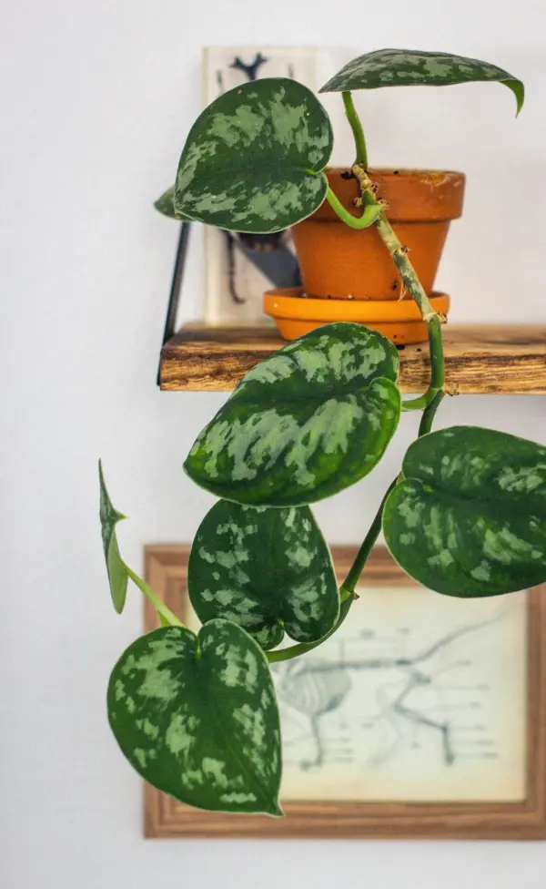 Eine grüne Zimmerpflanze mit herzförmigen Blättern hängt über einem Regal, umgeben von einem bunten Blumentopf und einem Bilderrahmen.
