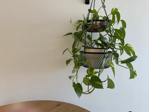 Eine hängende Zimmerpflanze mit üppigen, grünen Blättern hängt an der Wand und verleiht dem Raum eine frische Note.