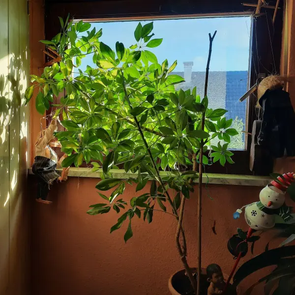 Eine grüne Zimmerpflanze wächst am Fenster, gut beleuchtet von Sonnenlicht in einem gemütlichen Raum.