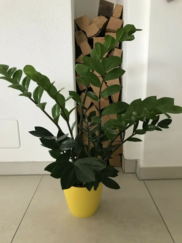 Eine grüne Zamioculcas steht in einem gelben Topf und wächst gedeihen in einem modernen Raum neben einem Holzstapel.