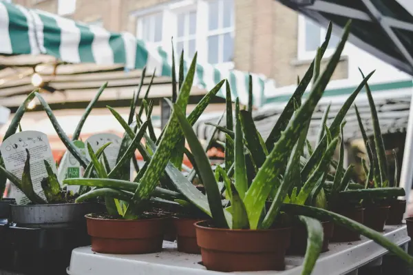Aloe Vera Pflanzen stehen in Töpfen auf einem Tisch, umgeben von einem Markt mit grün-weißem Sonnenschutz.