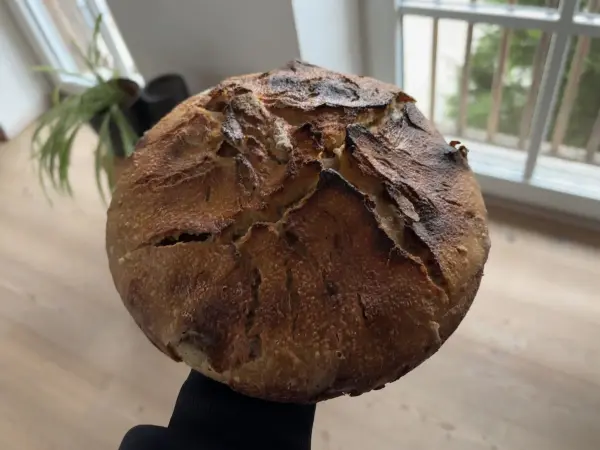 Ein frisch gebackenes Dinkel-Sauerteigbrot wird in einer Hand gehalten, im Hintergrund sind ein Fenster und Pflanzen erkennbar.
