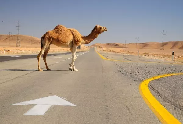 Kamele haben auf den Straßen der Vereinigten Arabischen Emirate immer und überall Vorfahrt.